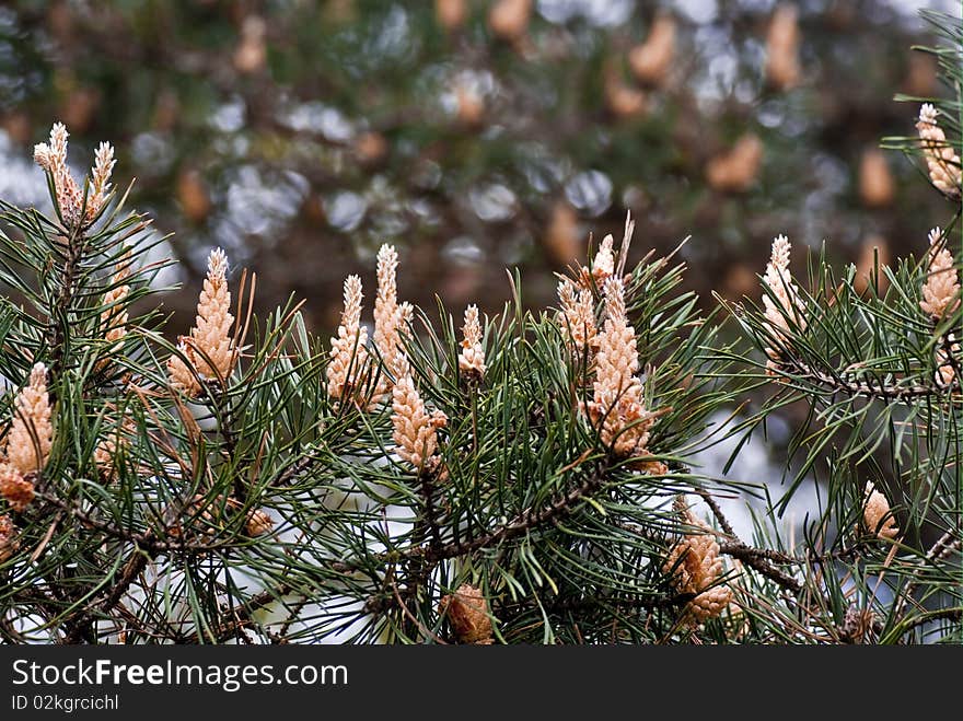 Blooming pine - flowering in May