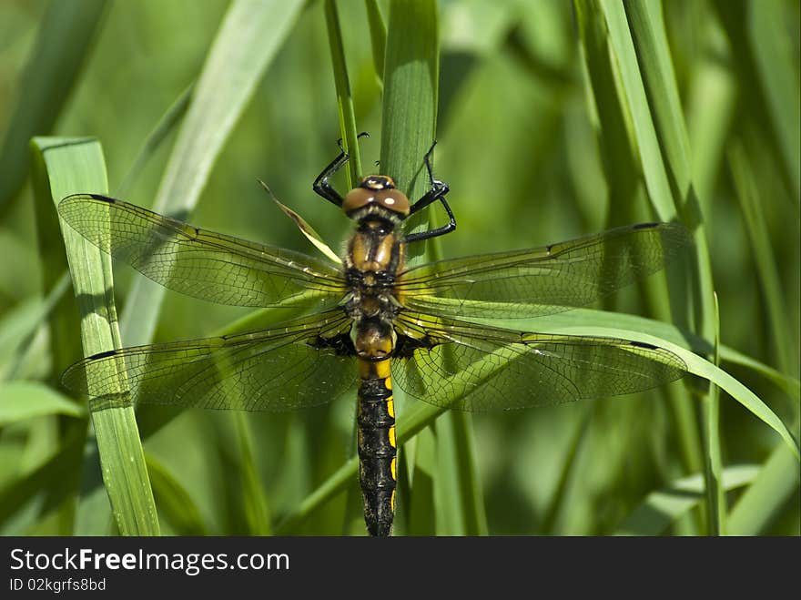 Dragonfly drinking dew green grass