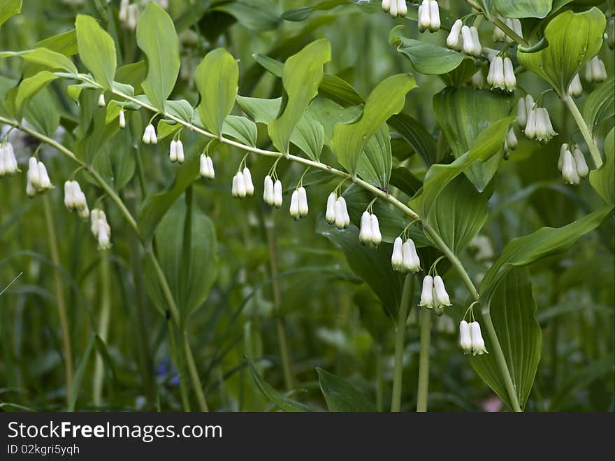 Blooming bells - Flowers growing in the wild