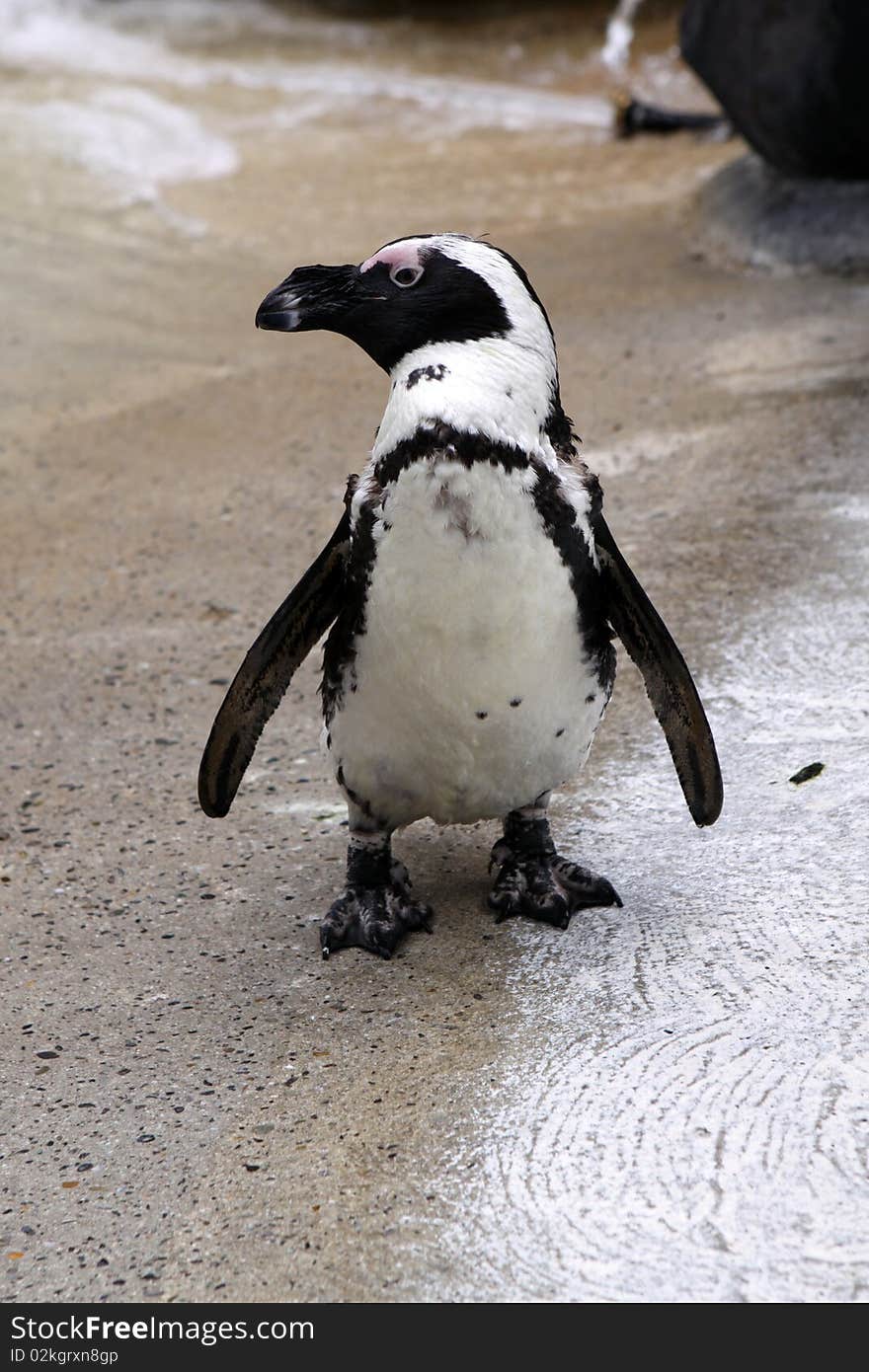 Jackass Penguin