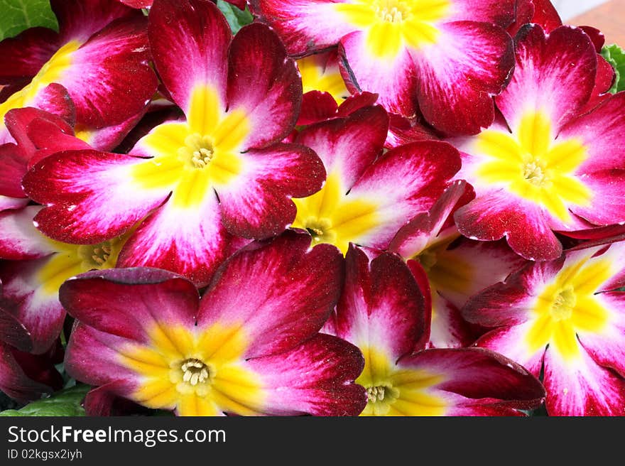 Red primrose closeup flowers of the spring