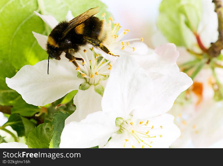 Working bumblebee on a flower in the summer sun