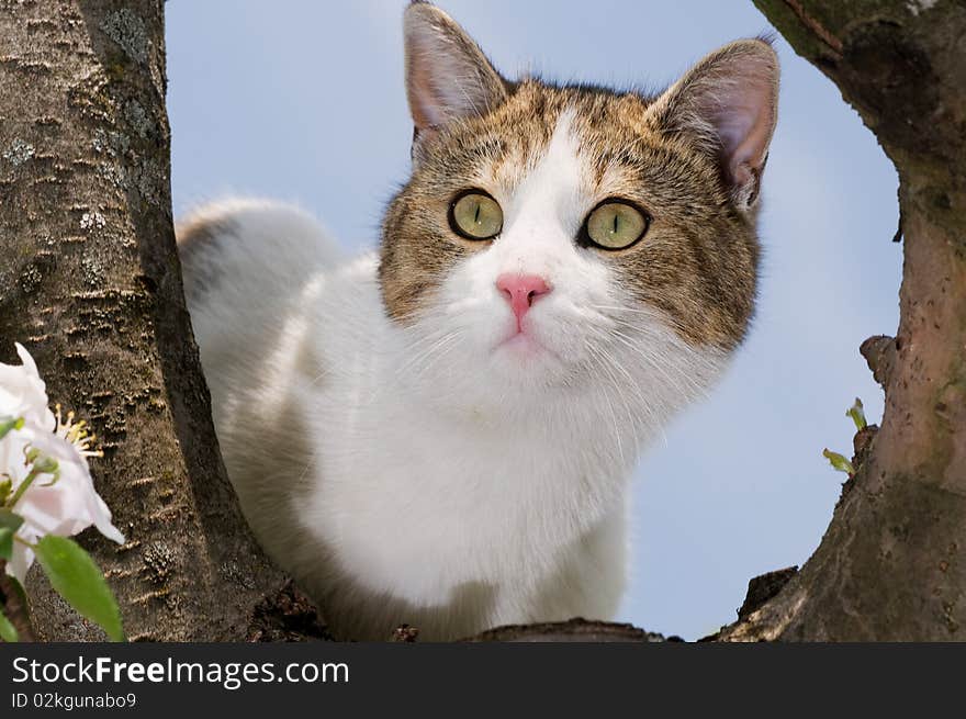 Cat climbed on a tree and looks around. Cat climbed on a tree and looks around