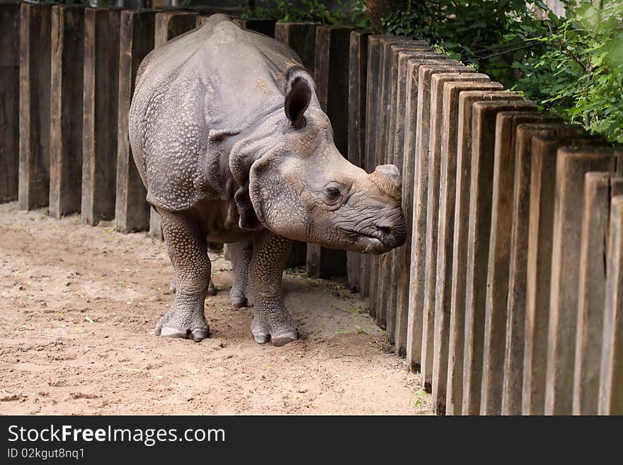 Indian Rhinoceros (Rhinoceros unicornis) at the Zoo