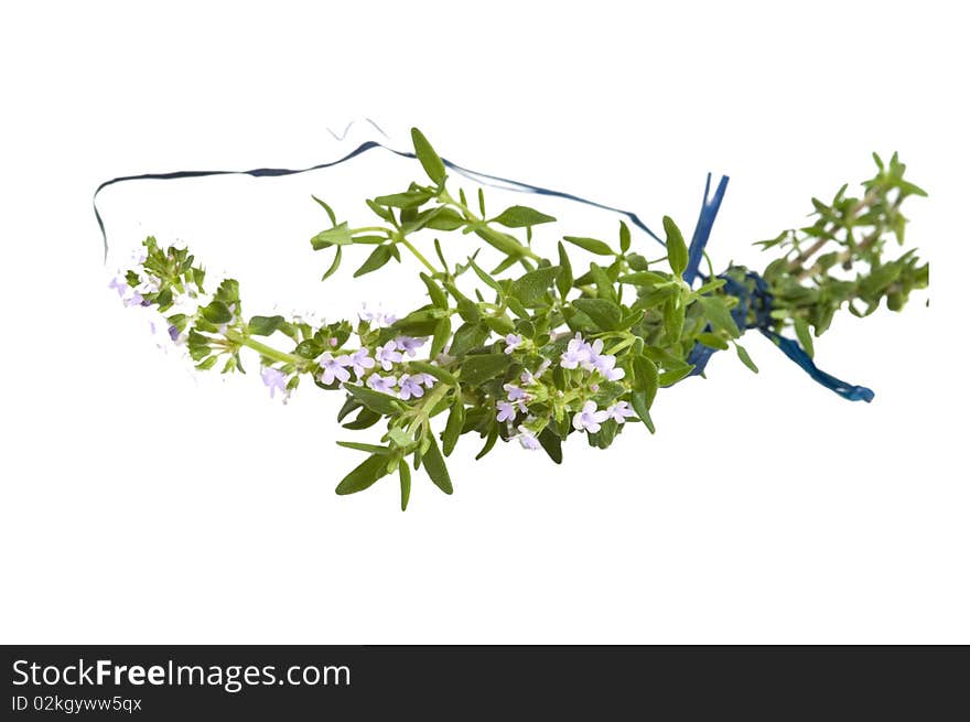 Branch of  fresh blooming thyme, isolated