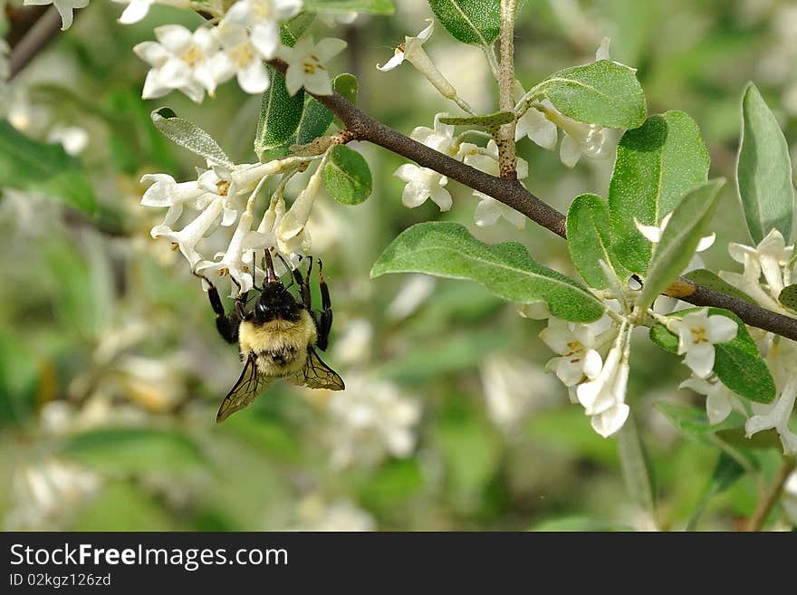 Bumblebee on Honeysuckle