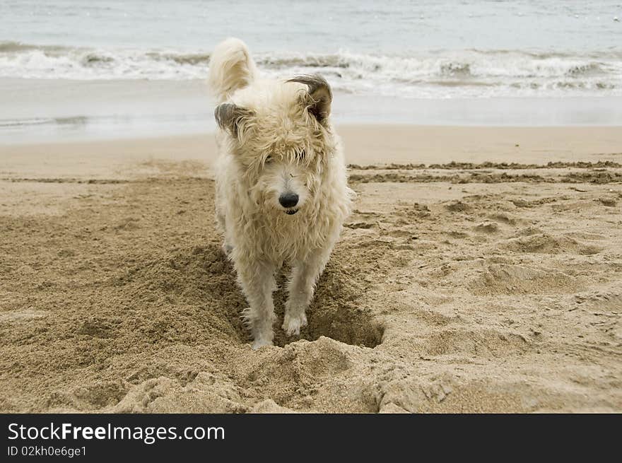 Dog playing with sand at the beach