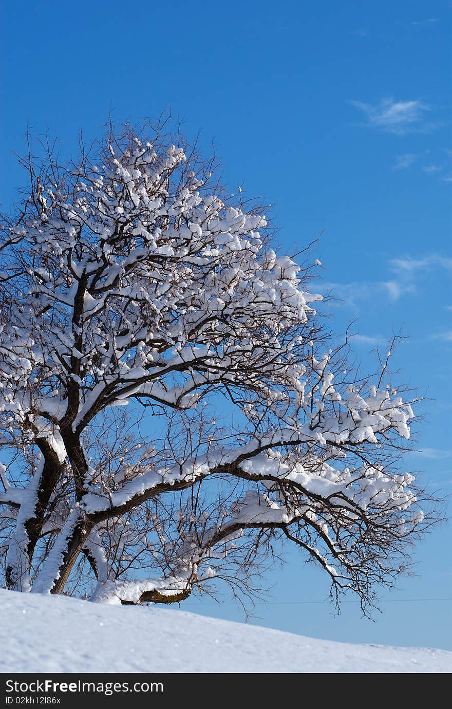 A tree bows beneath the weight of snow on the day after a major storm, Spokane, Washington. A tree bows beneath the weight of snow on the day after a major storm, Spokane, Washington.