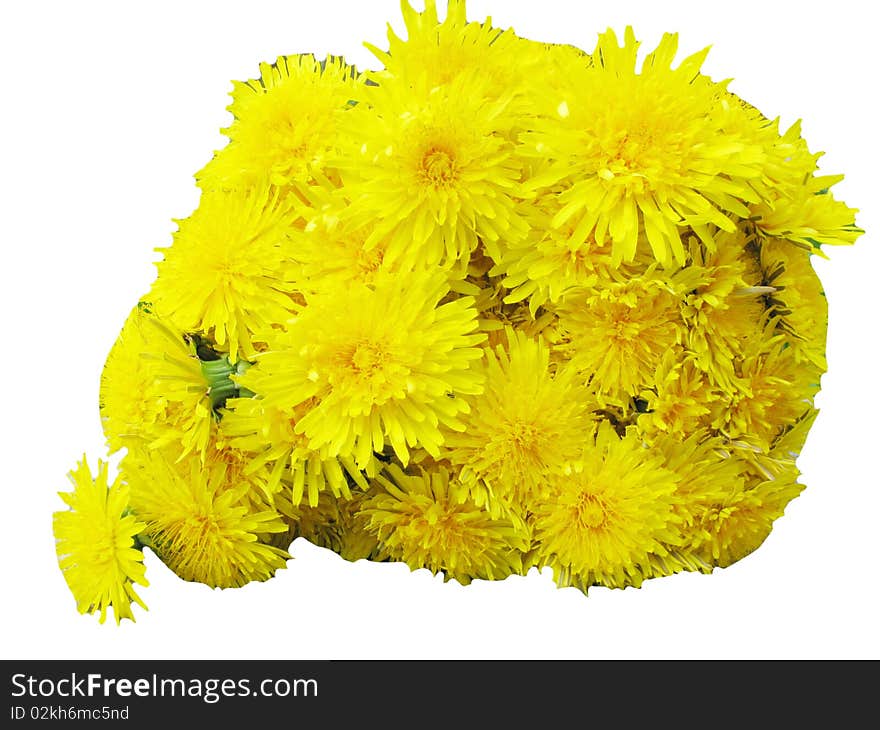 Bouquet of yellow dandelion field flowers as floral background. Bouquet of yellow dandelion field flowers as floral background