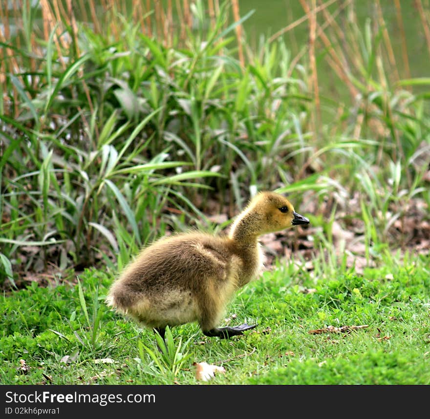 Gosling