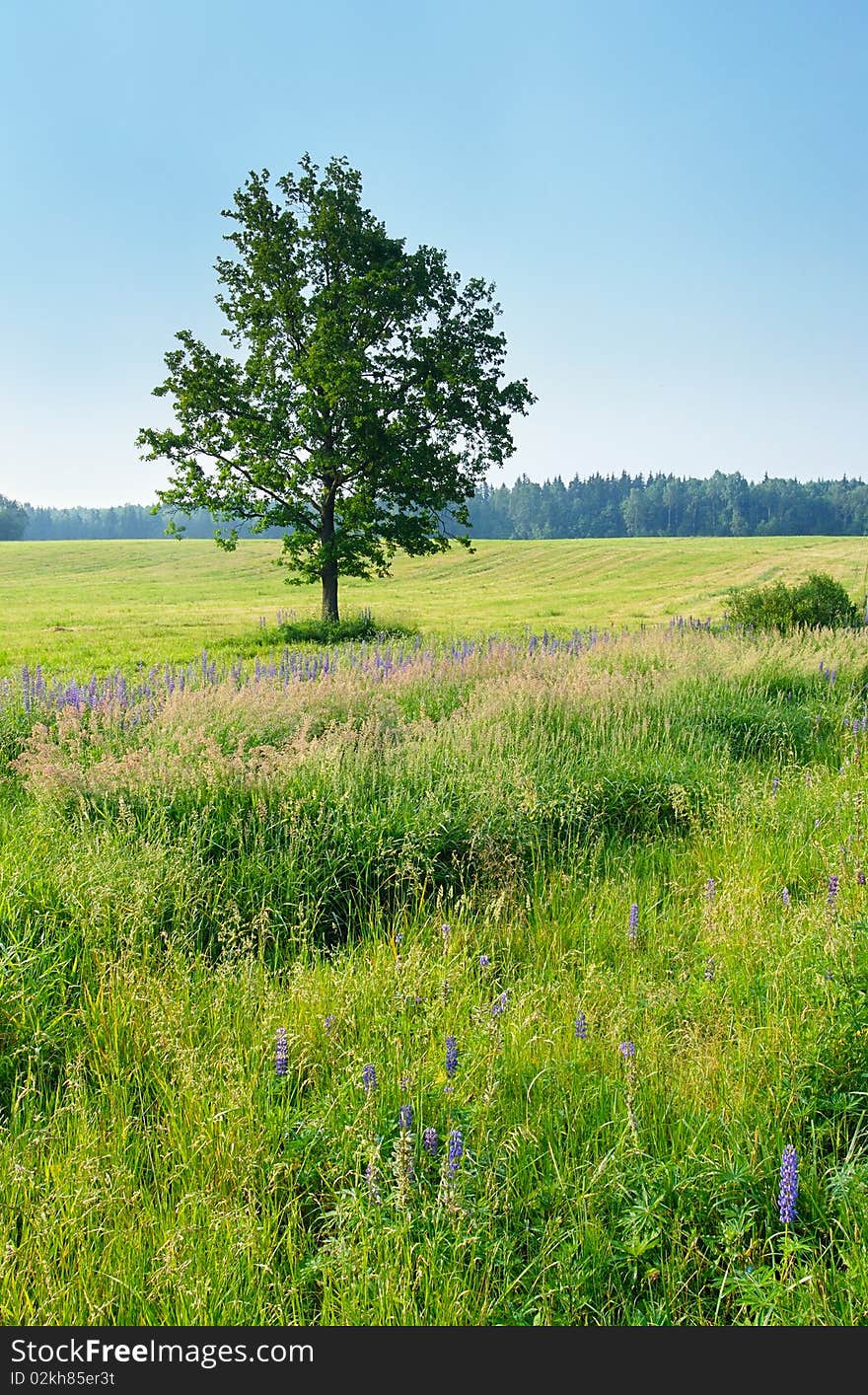 Lonely tree in the meadow in the spring.