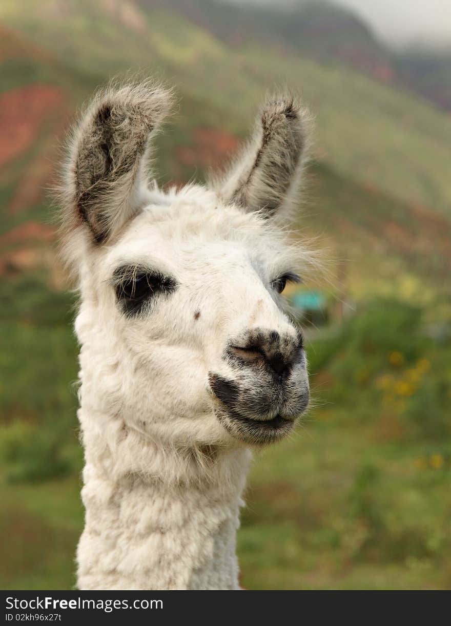 Close up of a smiling Llama from Argentina