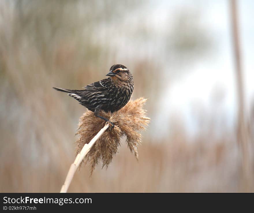 Flycatcher Bird