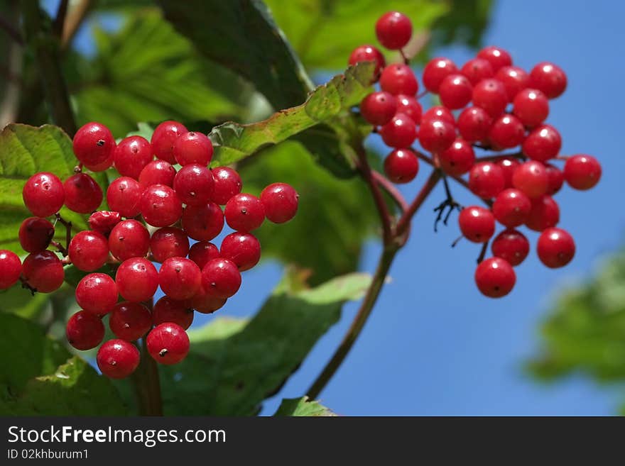 Ripe Red Berries