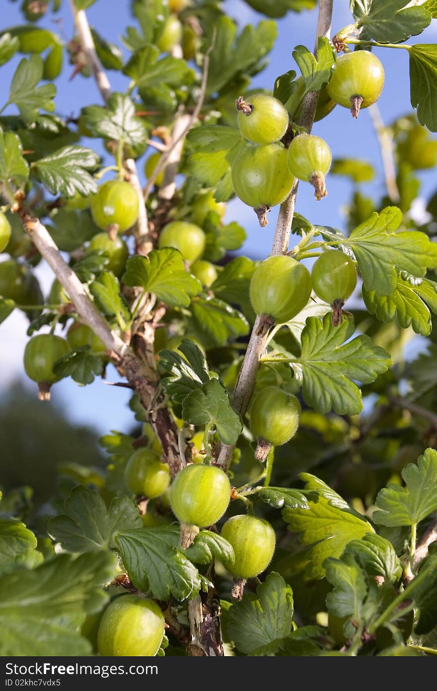 Ripe goose berries plant