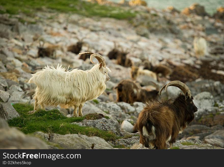 Wild Goats on beach with copy space.