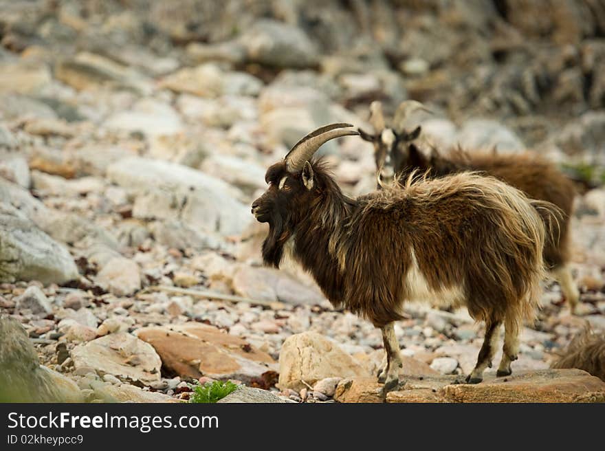 Wild Goats on beach with copy space.