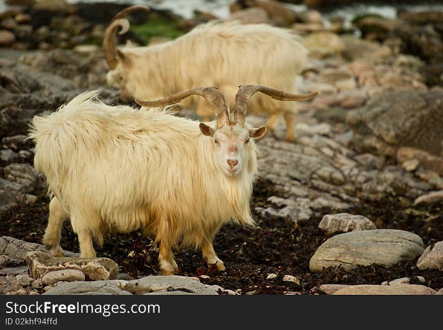 Wild Goats on beach with copy space.