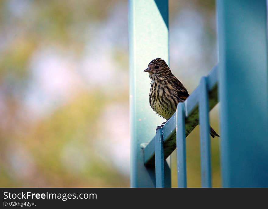 Red-Winged Blackbird perched on a fence.