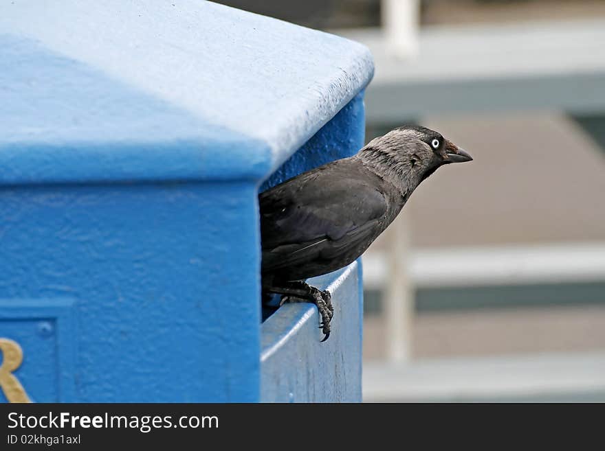 Jackdraw, Corvus monedula looking from a litter box in Cornwall, England. Jackdraw, Corvus monedula looking from a litter box in Cornwall, England