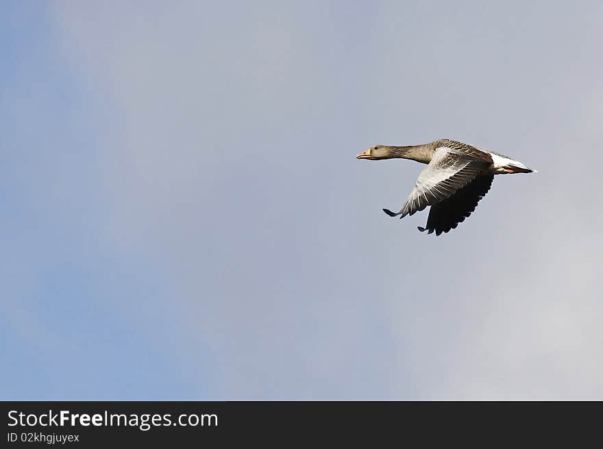 Wild Goose On The Duemmer Lake, Germany