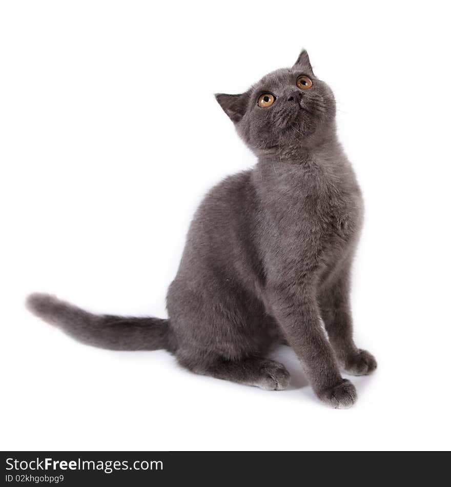 British 4-month old kitten sitting looking up on white. British 4-month old kitten sitting looking up on white