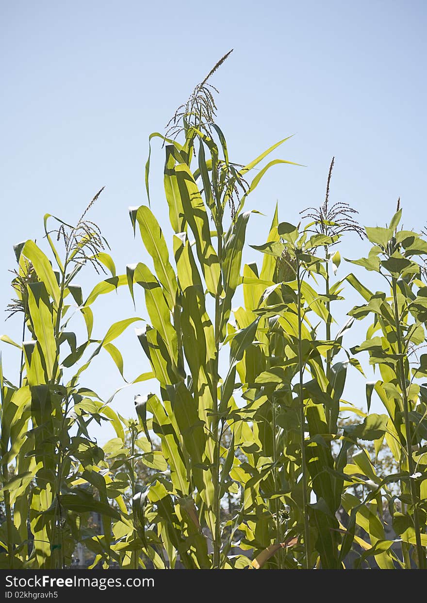 Crop of corn in field.