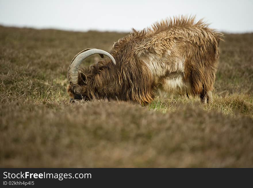 Wild Goats