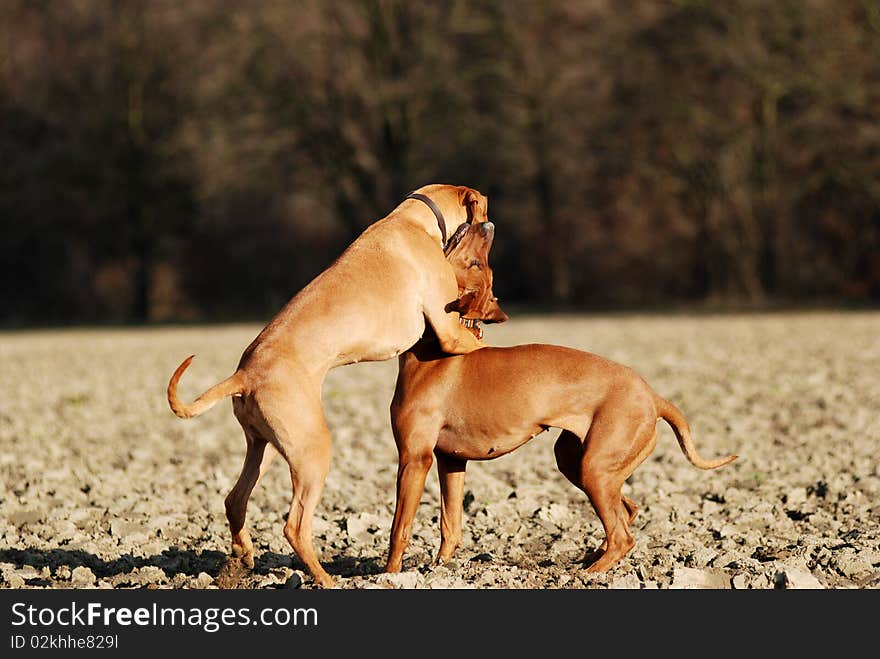 Two young dogs playing and fighting together on a field. Two young dogs playing and fighting together on a field