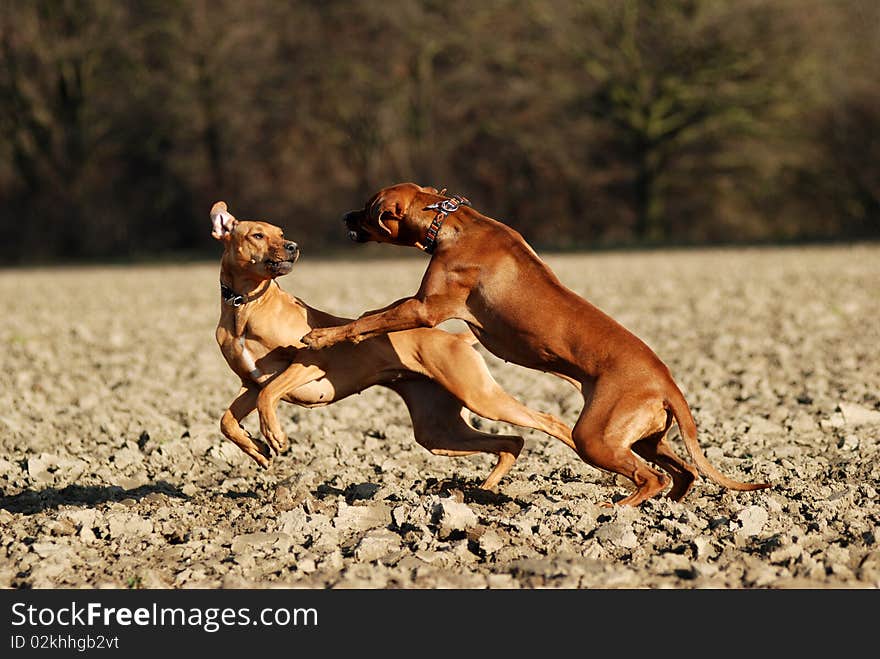 Two young dogs playing and fighting together on a field. Two young dogs playing and fighting together on a field