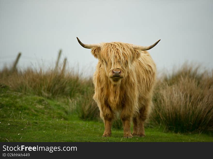 Highland cow in field with copy space,