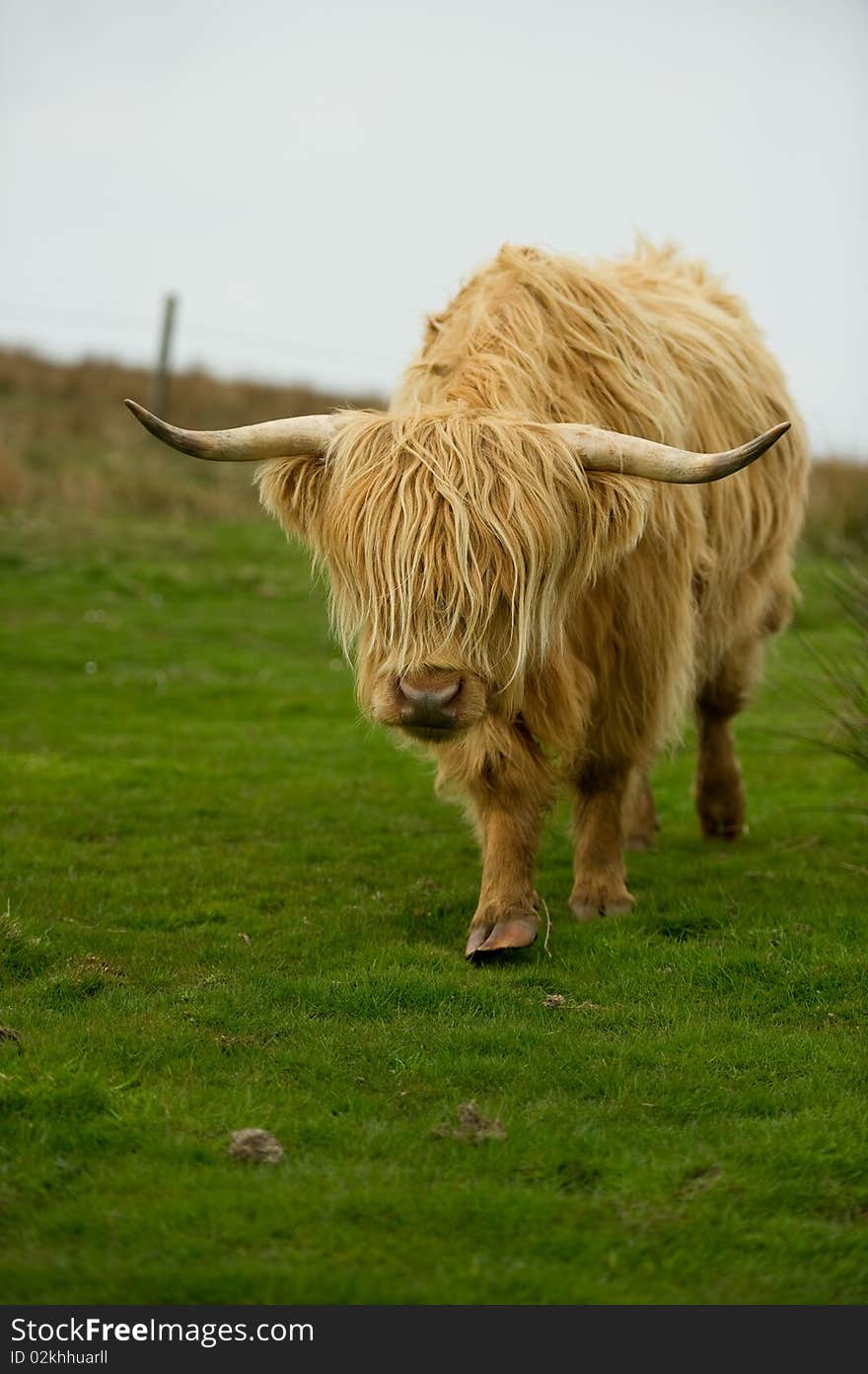 Highland cow in field with copy space,