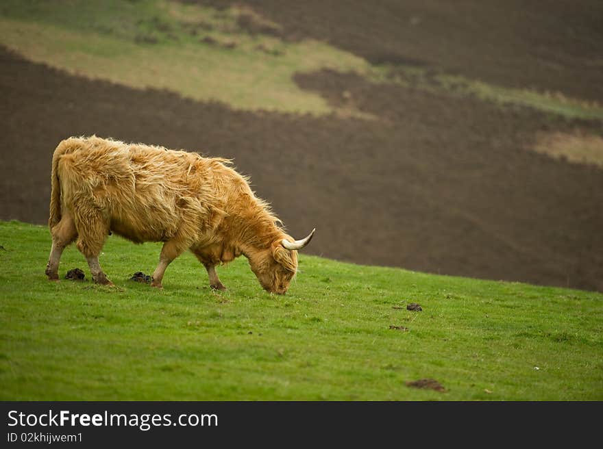 Highland cow in field with copy space,