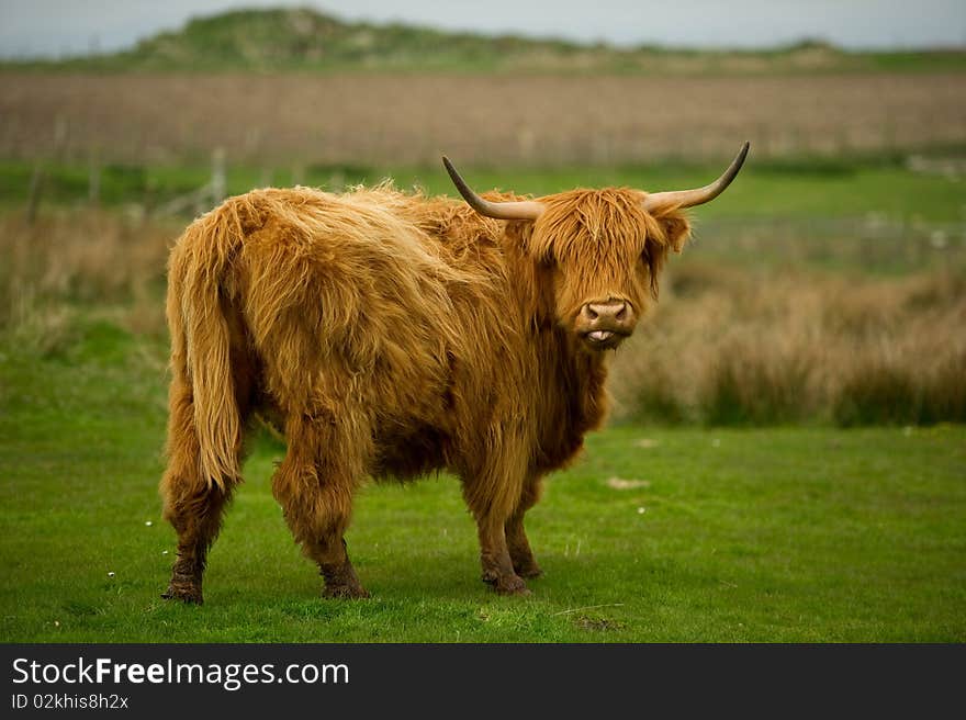 Highland cow in field with copy space,