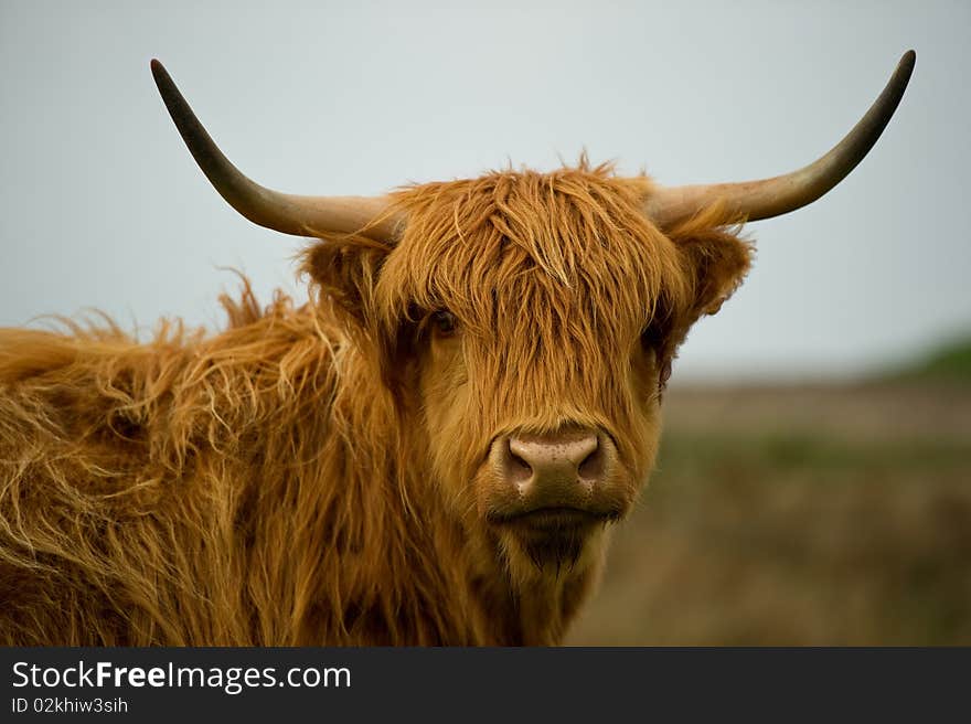 Highland Cow