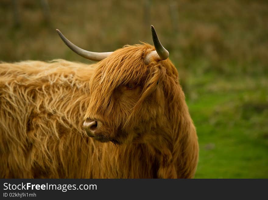 Highland cow in field with copy space,