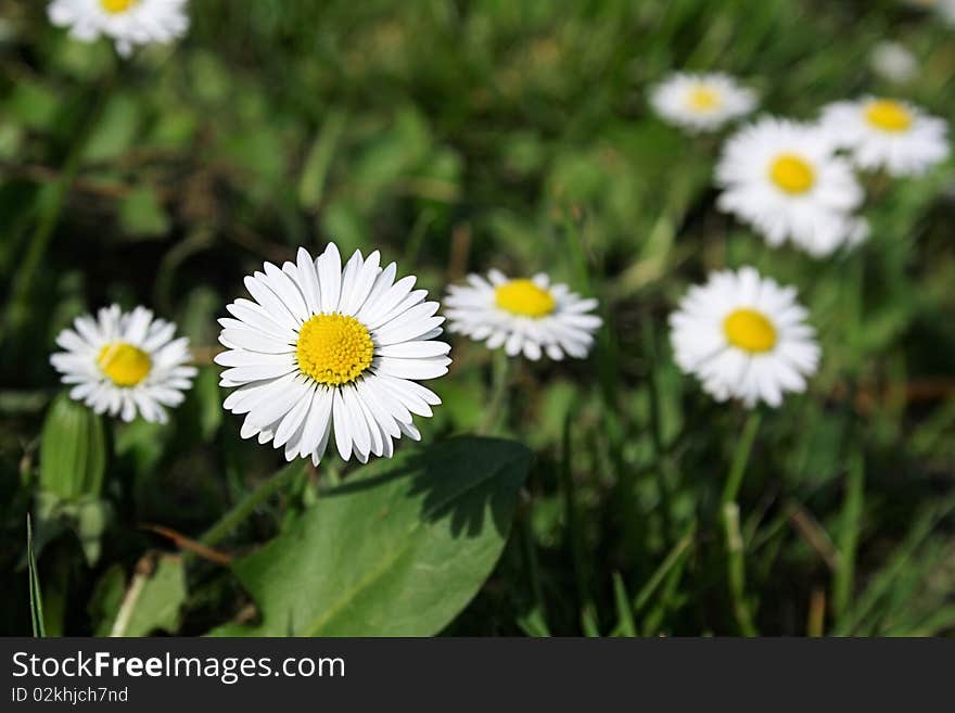 Wonderful daisy with green background