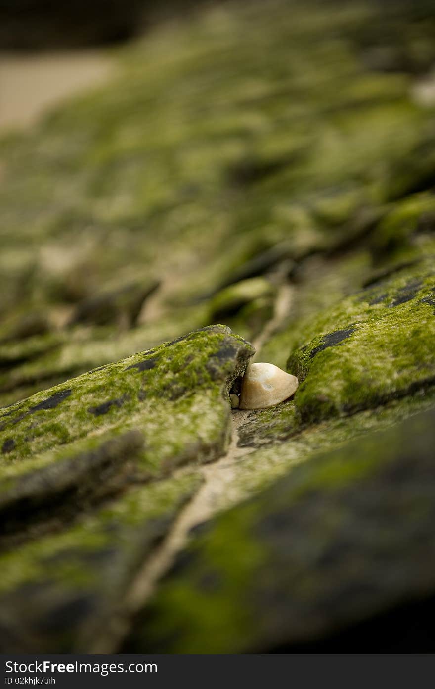 Sea shell in crack in rock with copy space.