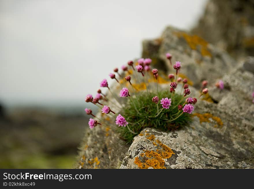 Sea pinks on rock with copy space,