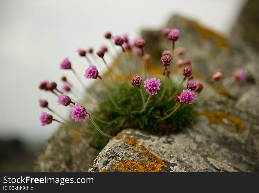 Sea pinks