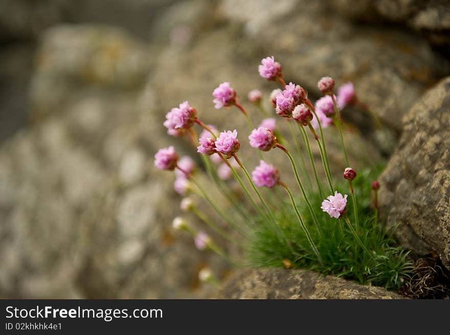 Sea pinks on rock with copy space,