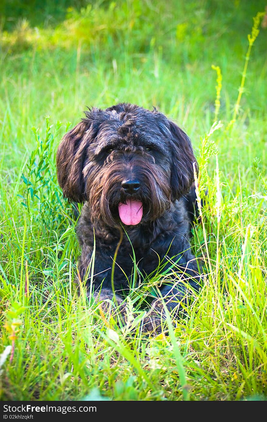 A black terrier looks submissively. A black terrier looks submissively