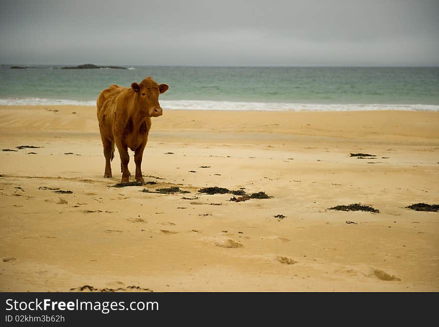 Cow On Beach