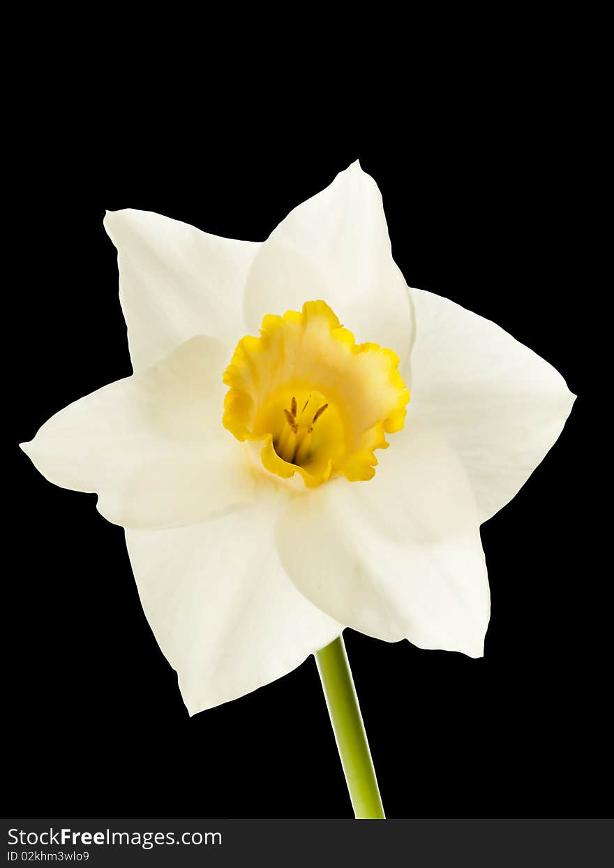 Perfect yellow and white daffodil flower isolated on black for easy removal. Perfect yellow and white daffodil flower isolated on black for easy removal