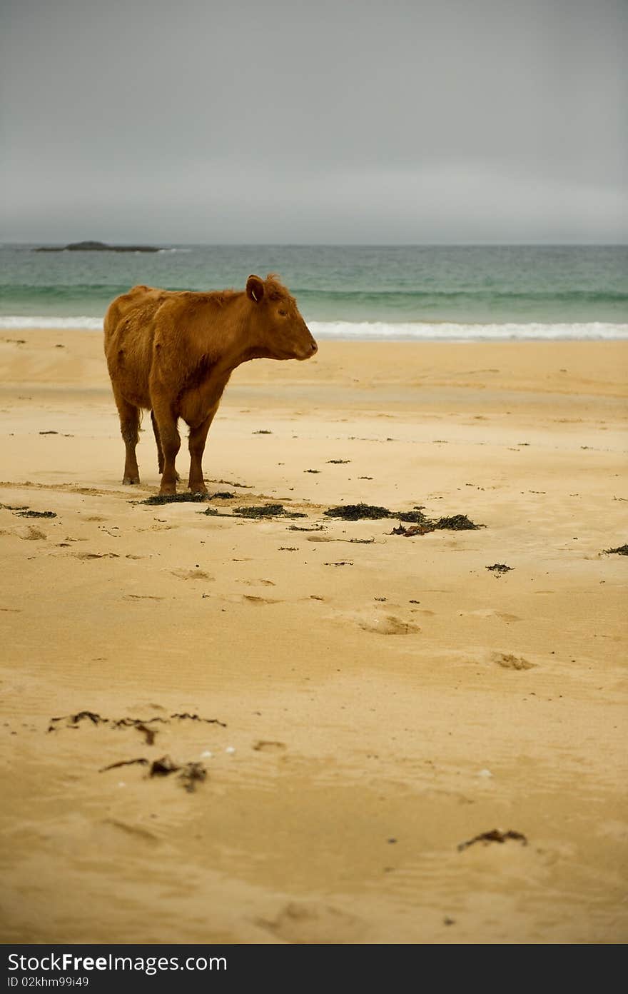 Cow on beach