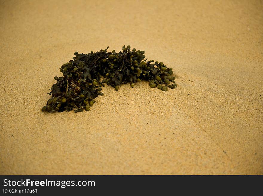 Sea weed on sand with copy space.