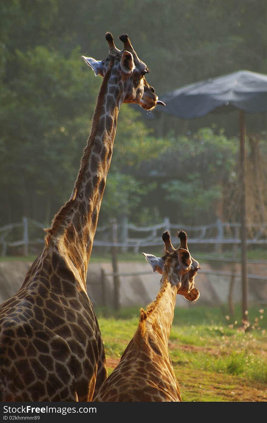 Giraffe extending its tongue and a calve. Giraffe extending its tongue and a calve