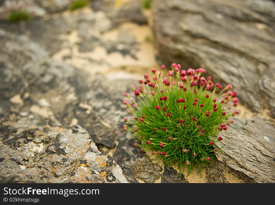 Sea Pinks