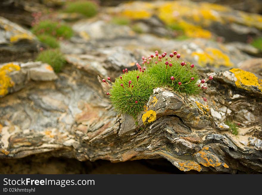 Sea Pinks