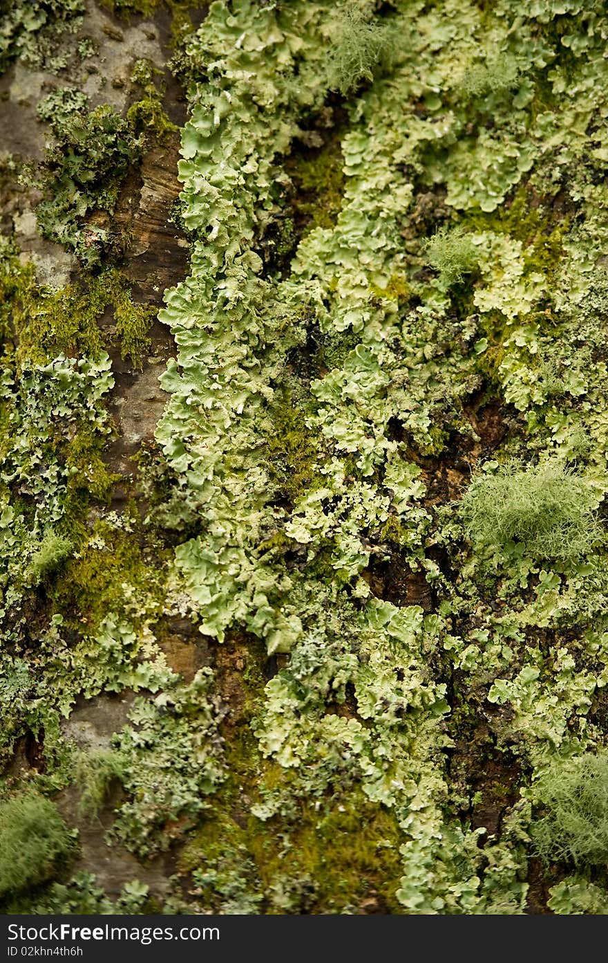 Tree trunk coverd in litchen and moss good as background